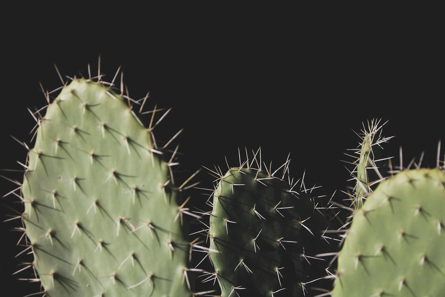 Close-up photograph of prickly-pear cactus pads and their spines.