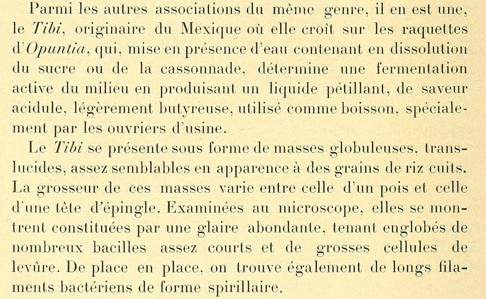 Lutz’s original French description of Mexican tibi, including Opuntia and the cooked-rice comparison.