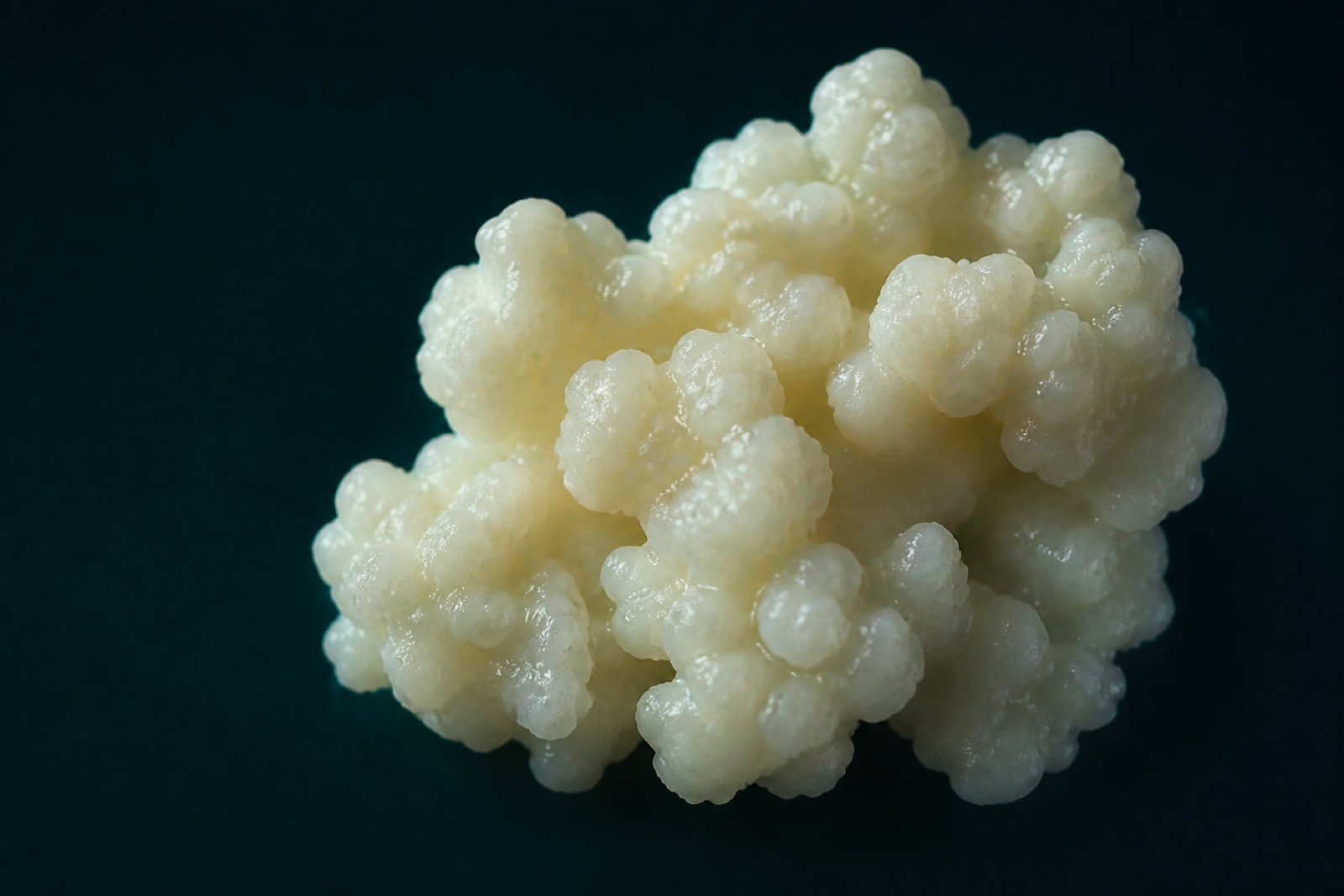 奶克菲爾菌粒